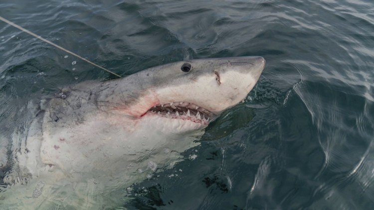White Shark Tracking
