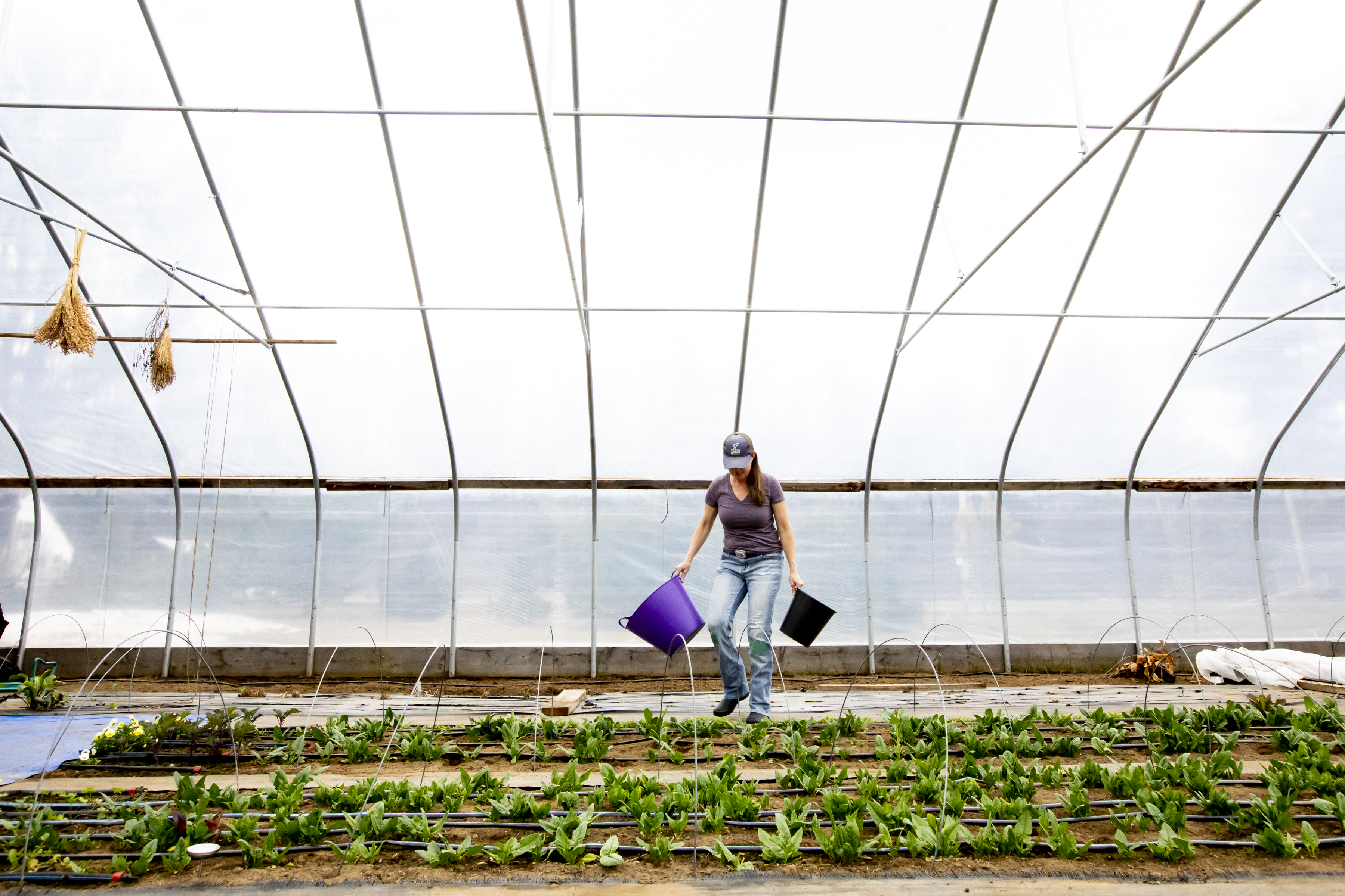 Farmer says high tunnel hot house allows her to extend her season - Vimarsana News
