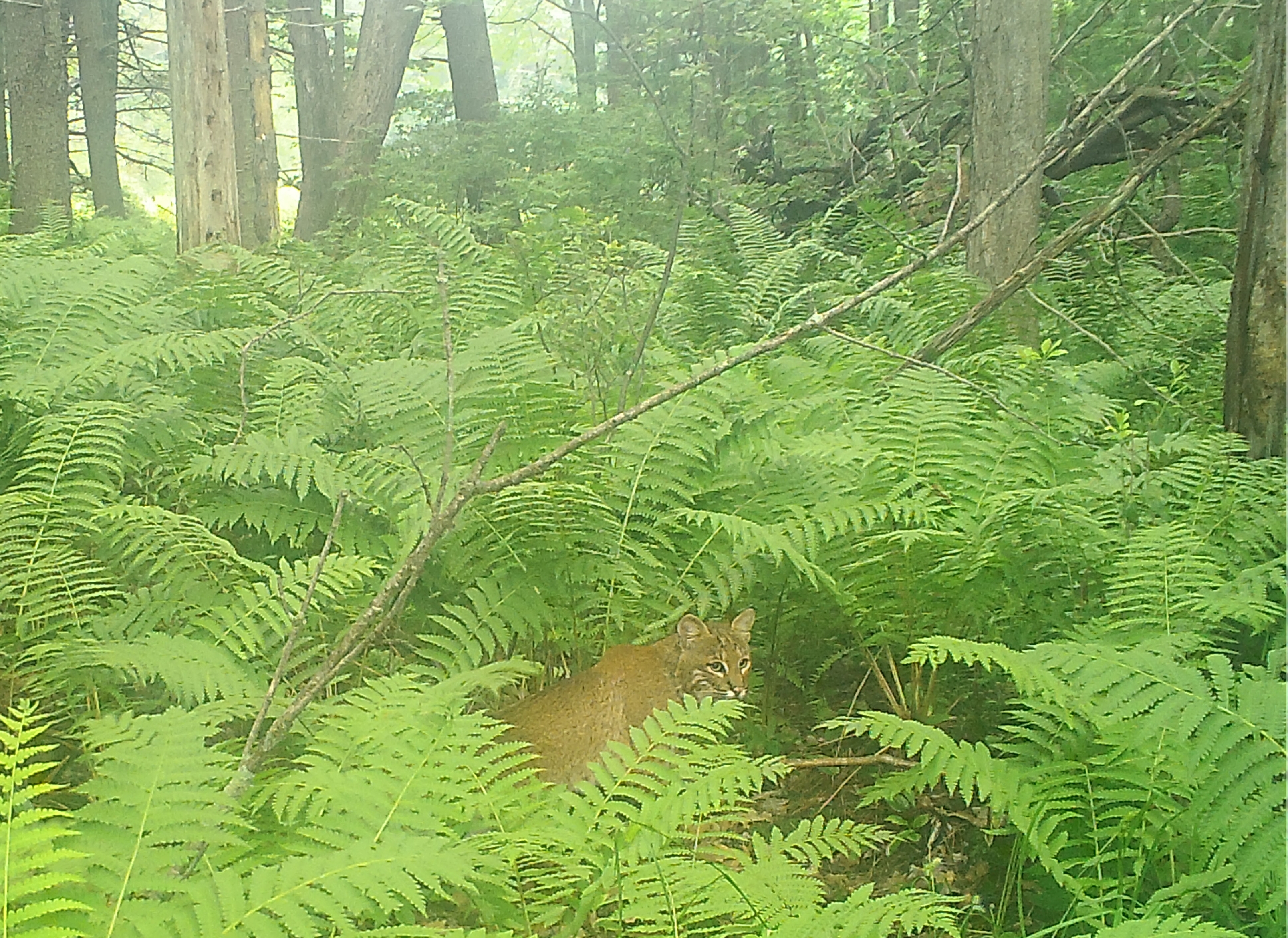 Wildlife in the Eastern Trail gap: UNE students to present findings of six-year study - Vimarsana News