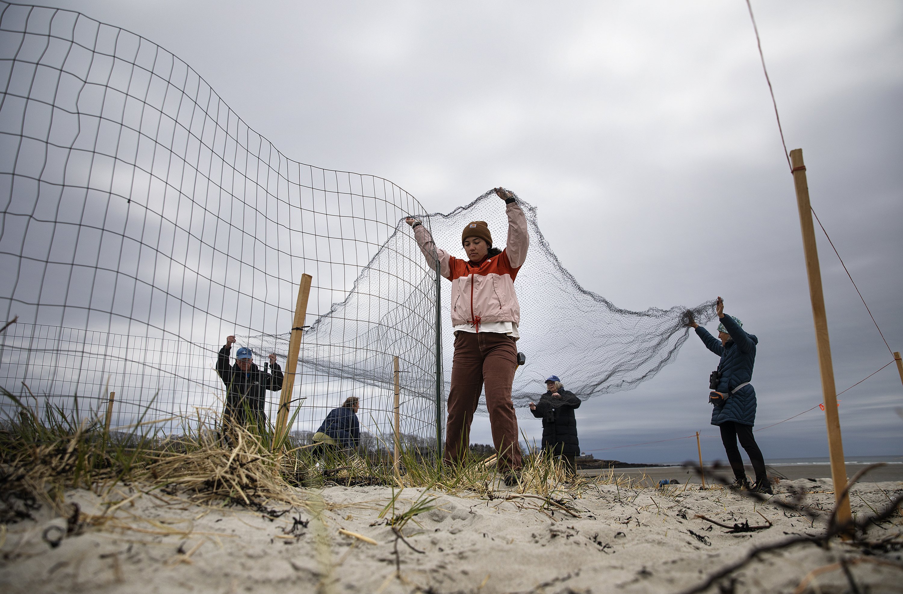 Piping plovers are returning to Maine for the season - Vimarsana News