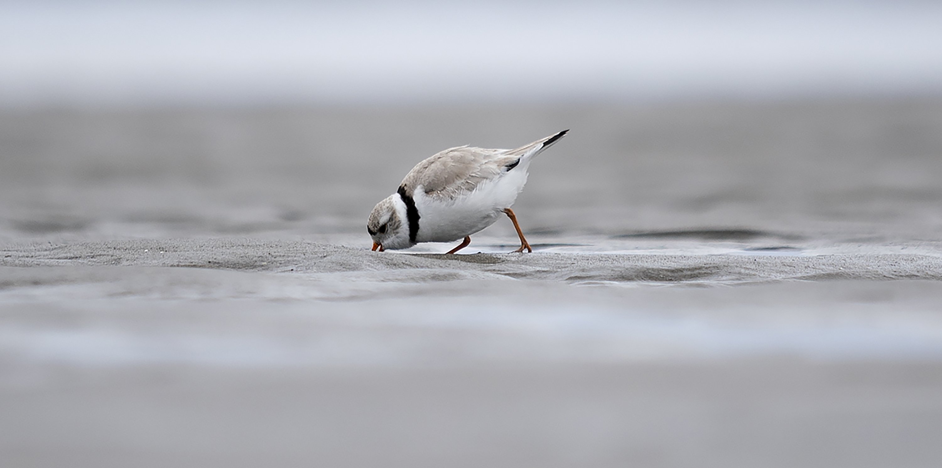 Piping plovers arrive early in Scarborough