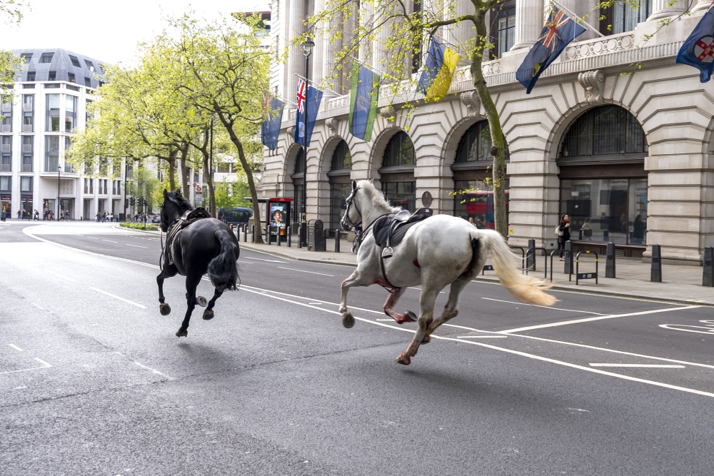 Britain Horses