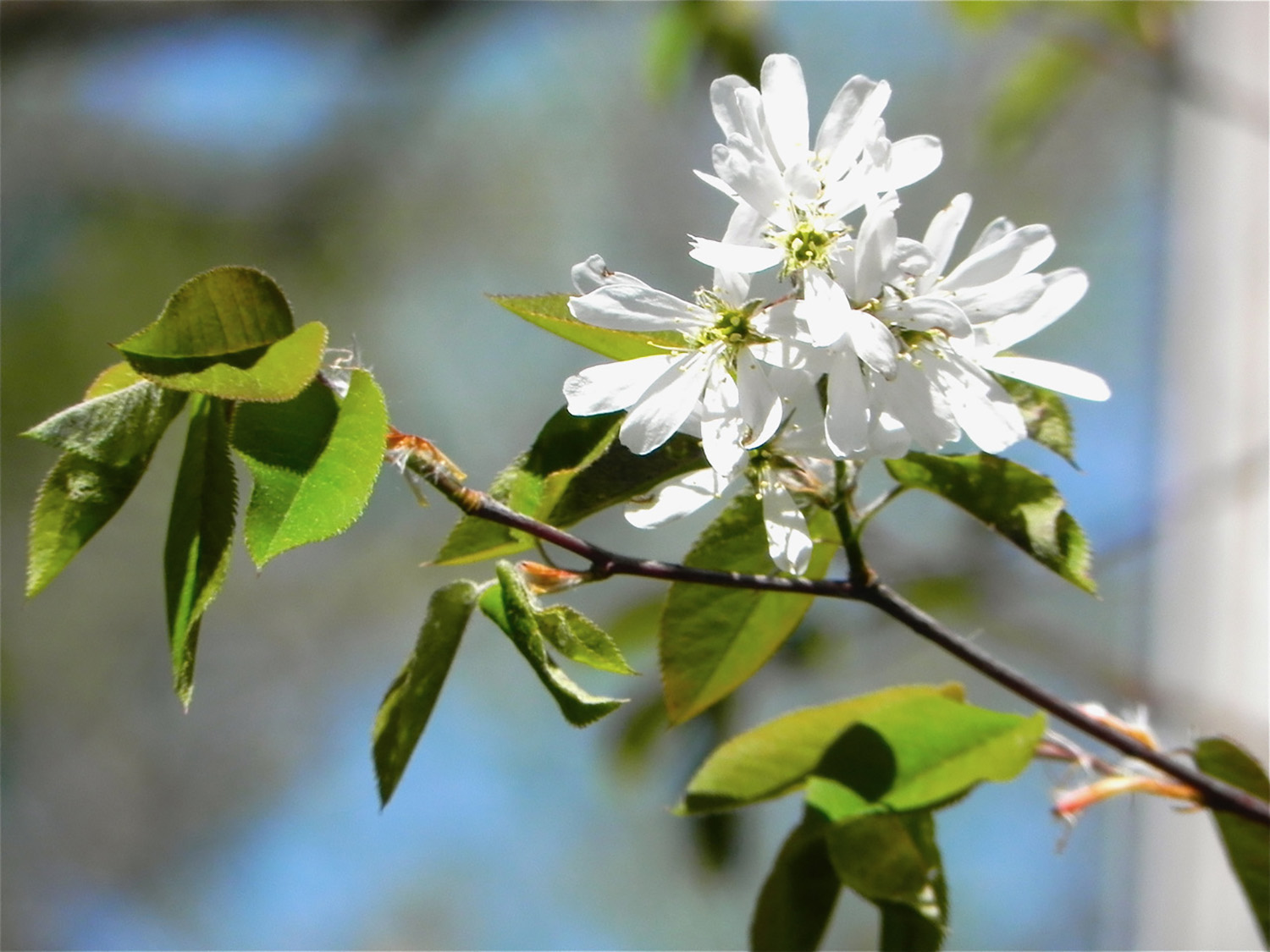 Canoeing in Maine: Enthralled with the serviceberry blooms on South Pond in Warren
