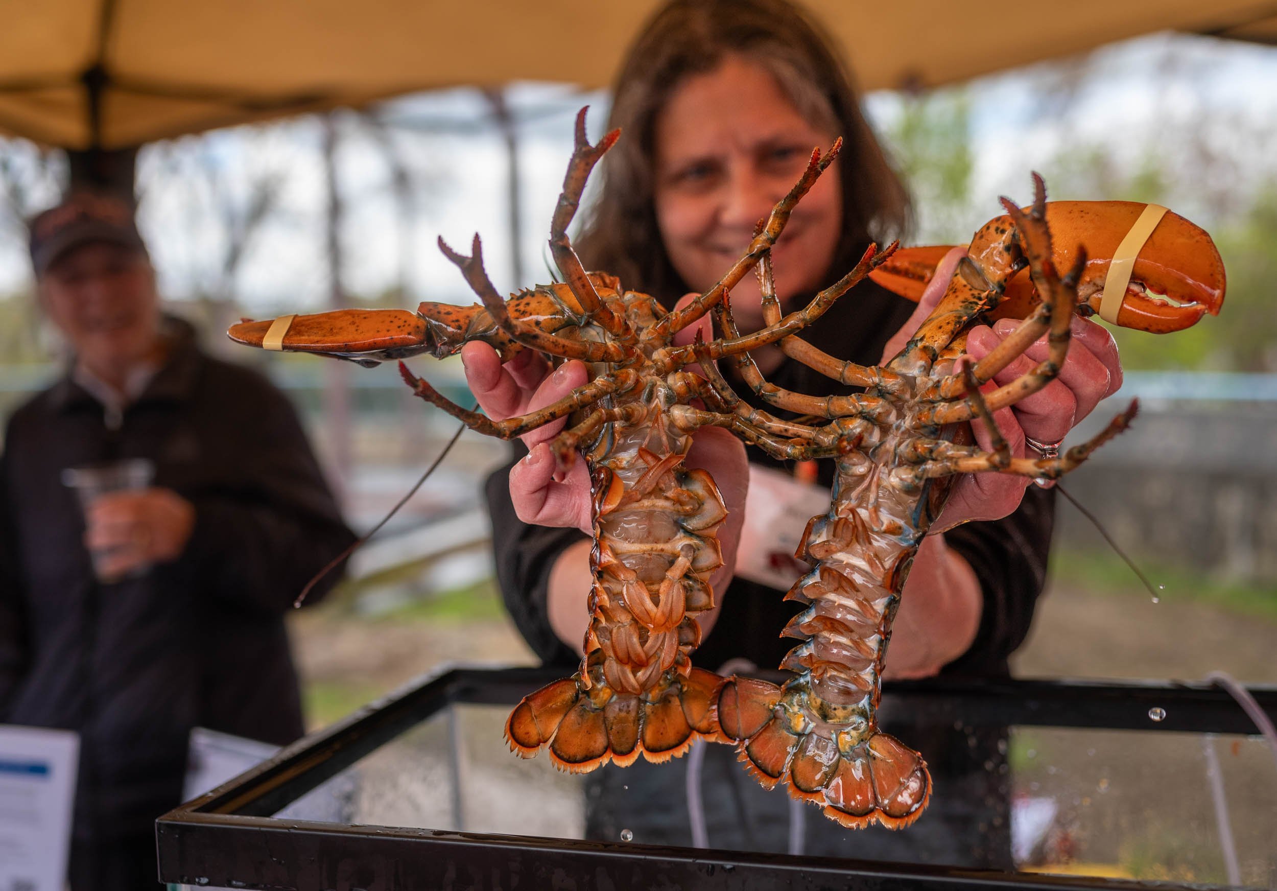 Gallery Auburn Lobster Fest 5/11/24
