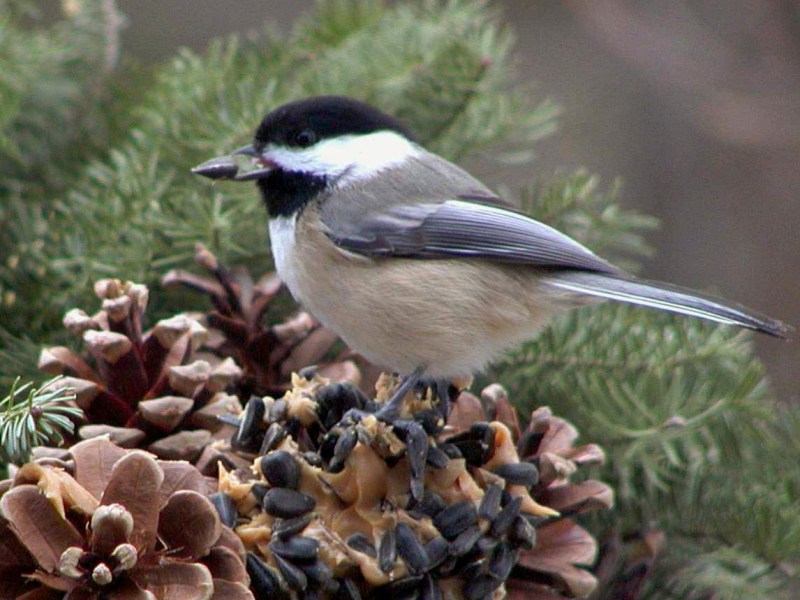 Cut down on birdseed, cut down on ticks | Letter