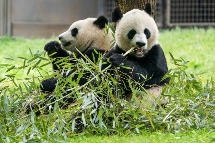 Giant Pandas