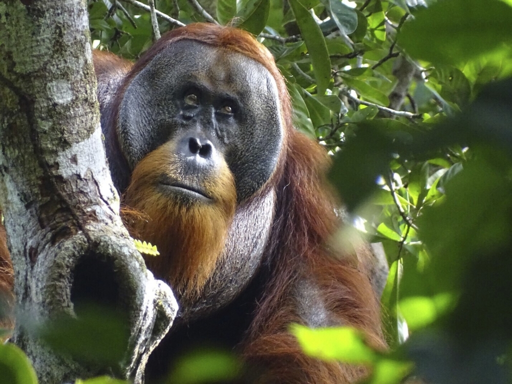 Orangutan Self-Medication