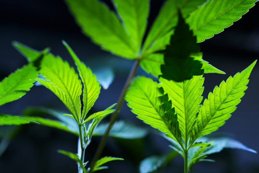 Reclassifying Marijuana