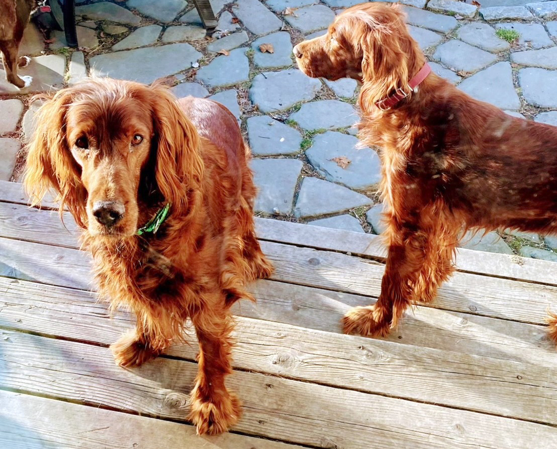 Pet Prattle: When neglected dogs end up in court