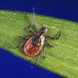Tick Season