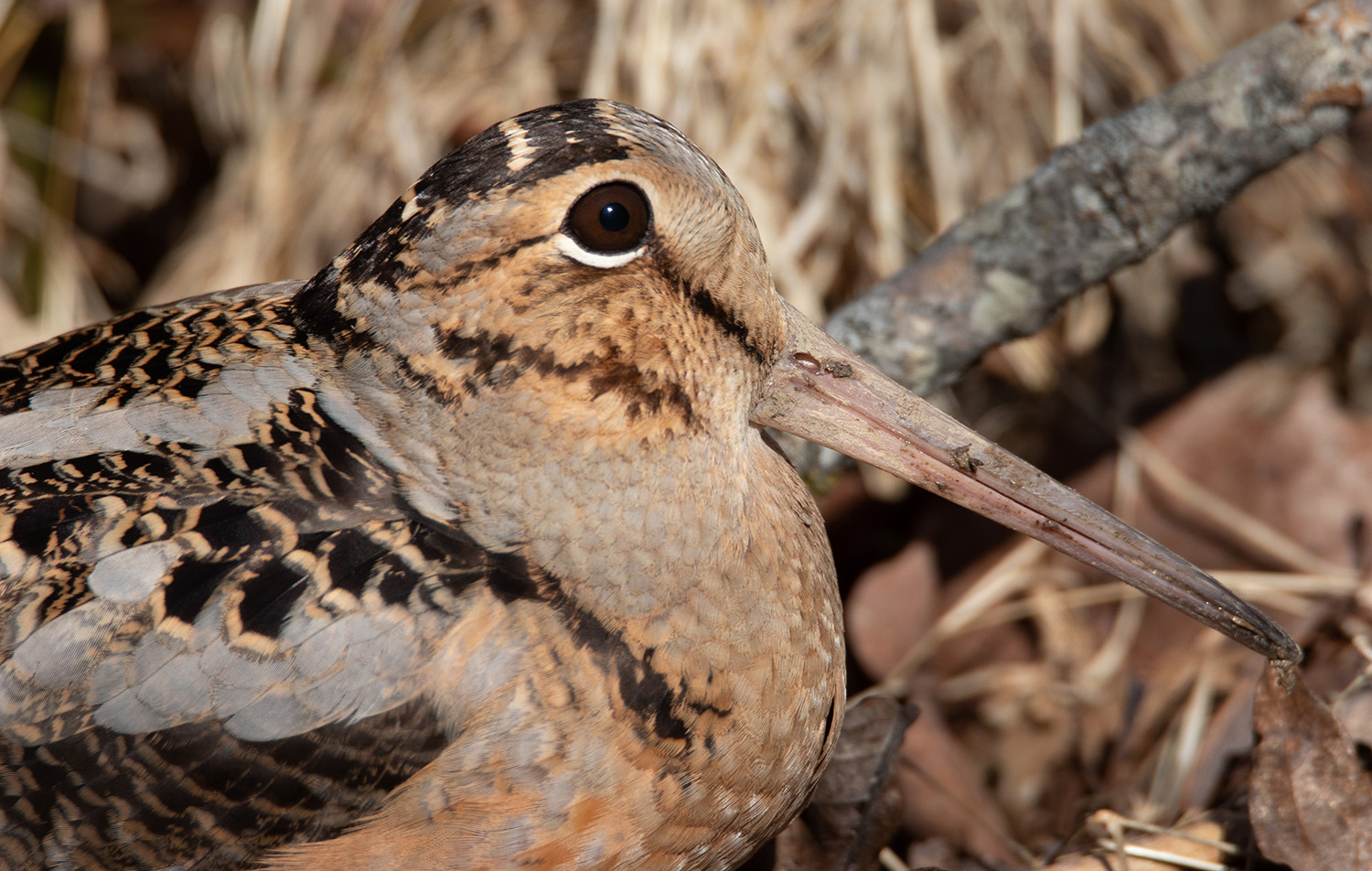 Birding: Yes, there is promiscuity among some species of birds - Vimarsana News