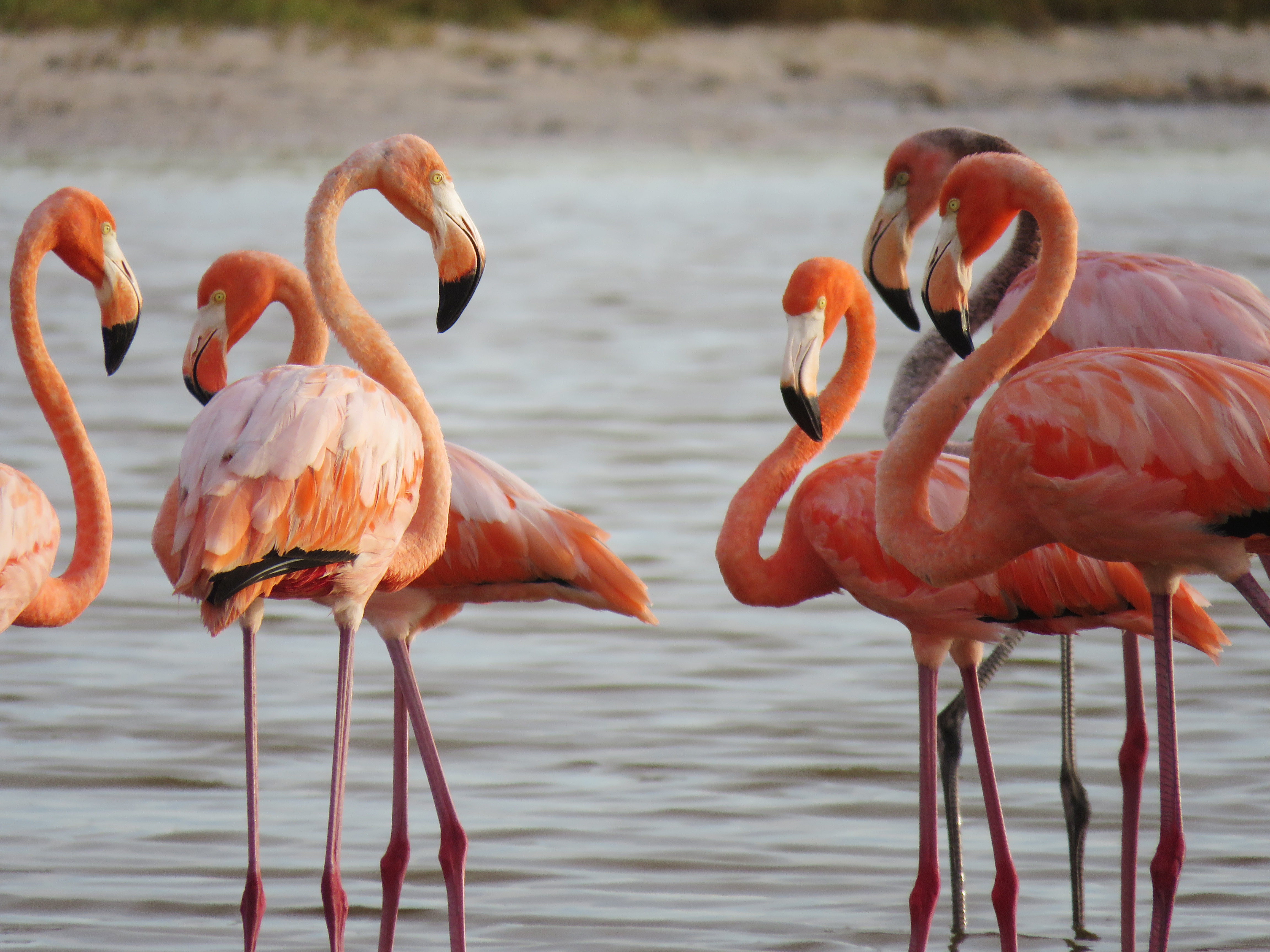 How Florida is getting its pink back