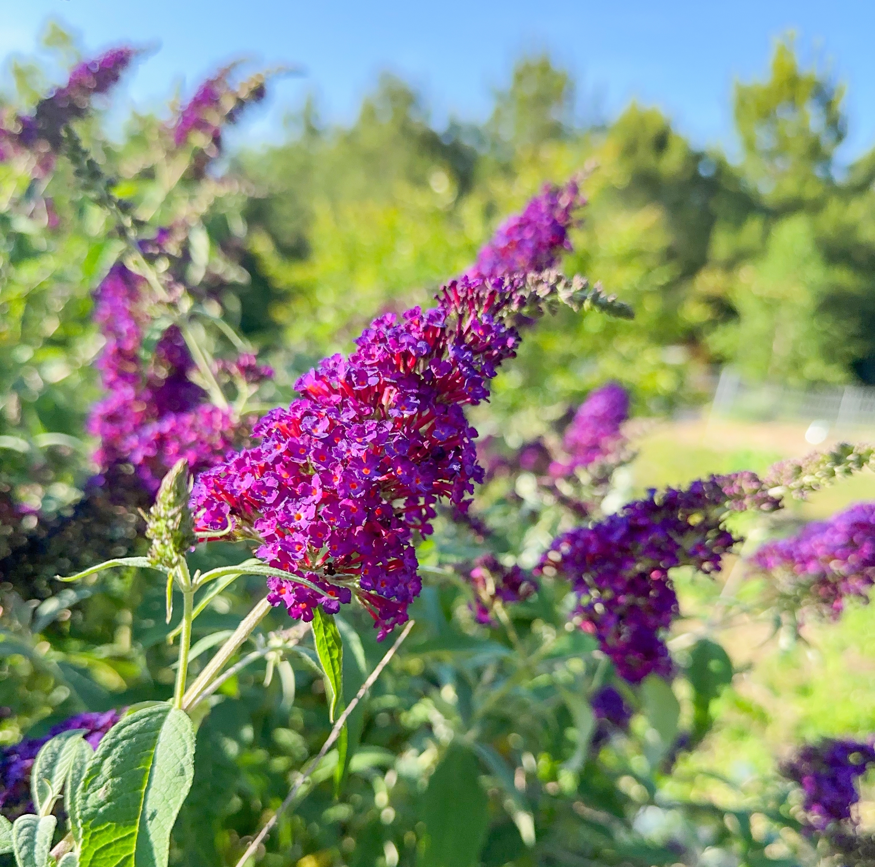 When posting pictures of your yard, beware of plant shamers - Vimarsana News