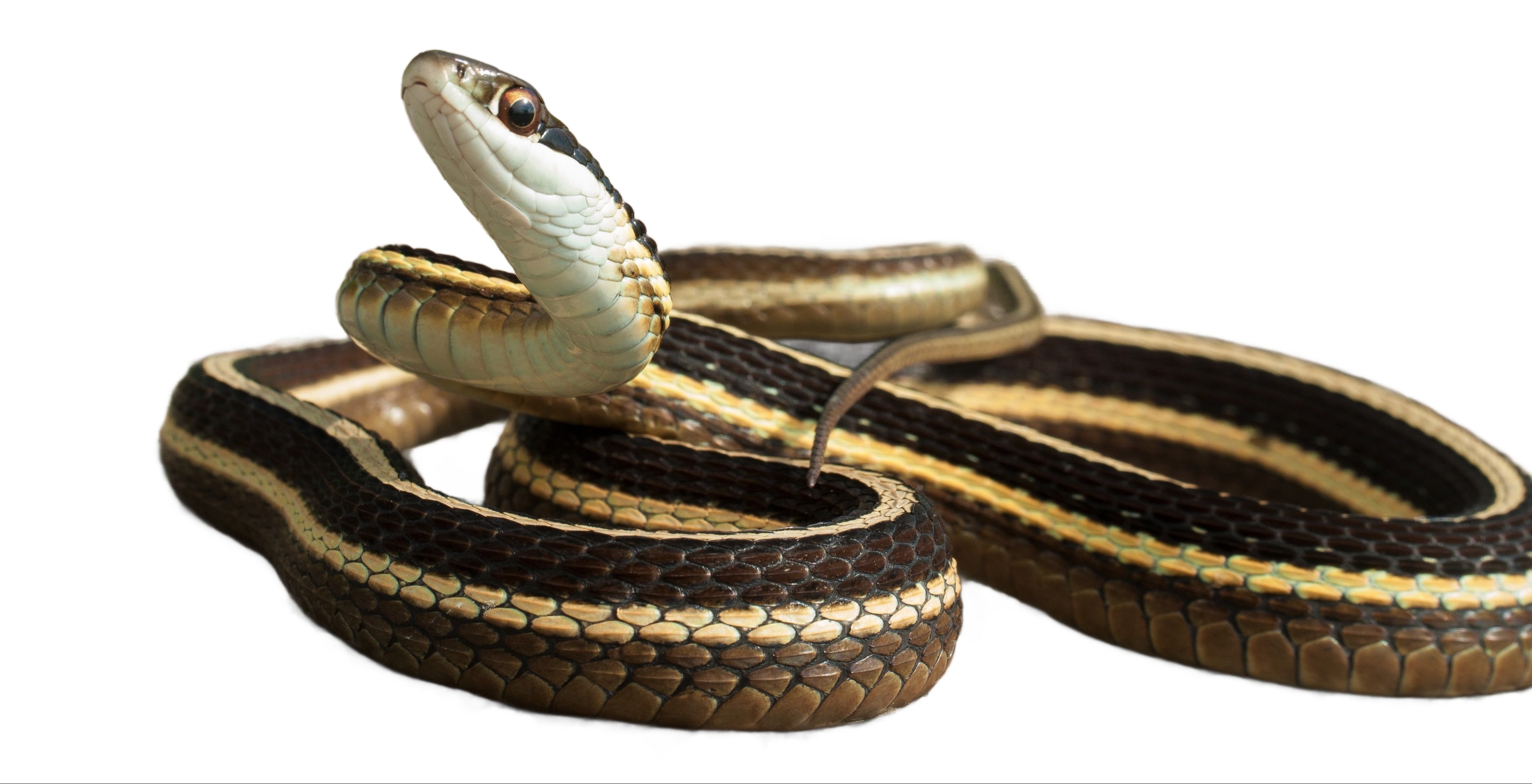 Ask Maine Audubon: Snakes in Maine? There are a few, and none of them venomous