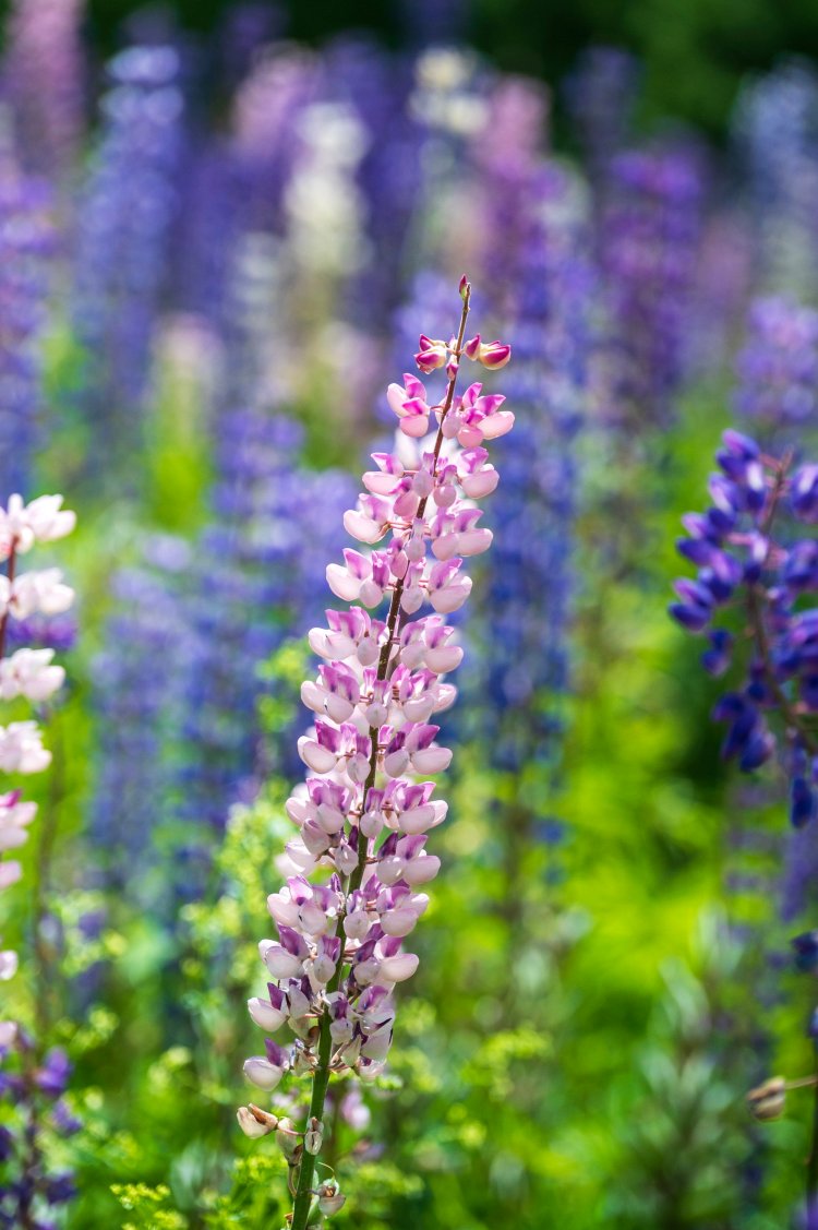 Photos: Lupines blanket field in Whitefield