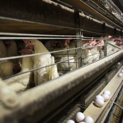 Bird Flu Agriculture Explainer