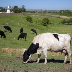 Denmark Livestock Tax