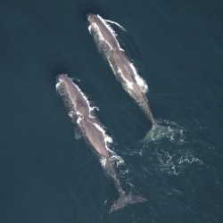Large Whale Group