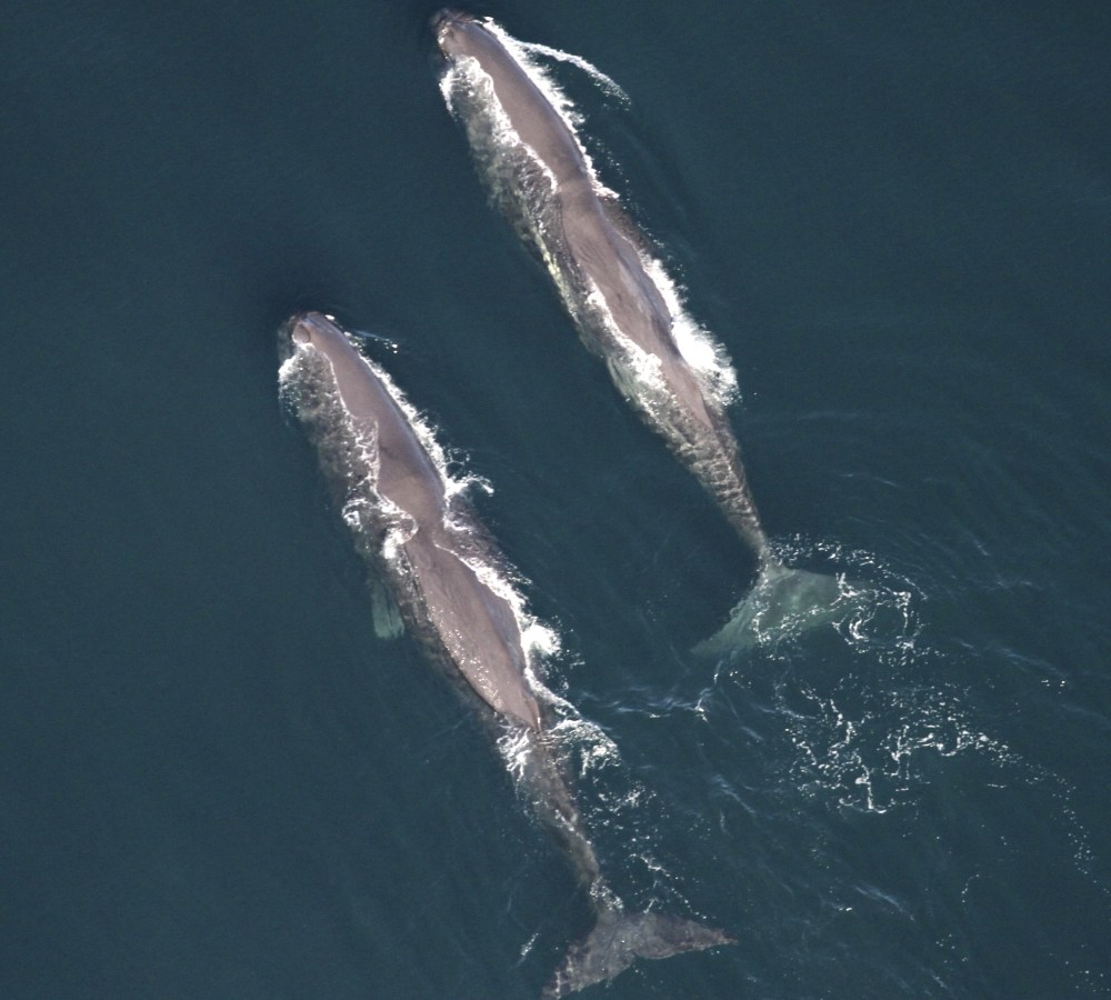 Large Whale Group