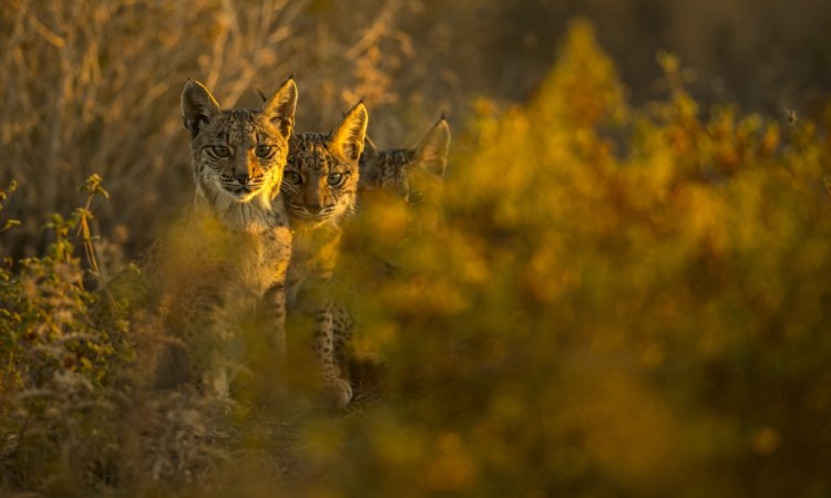 Iberian lynx cubs watch attentively in the surroundings of the Doñana National Park, in Aznalcazar, Spain.