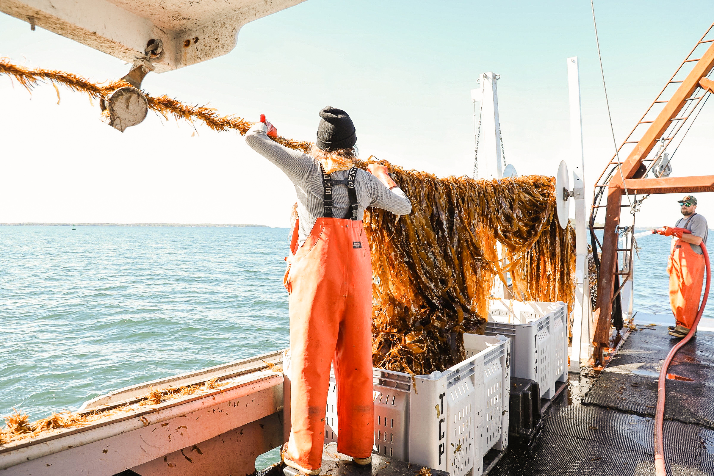 Maine’s slice of the kelp industry continues to grow