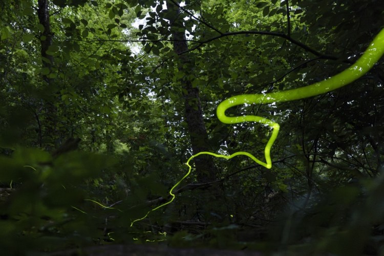 APTOPIX Climate Fireflies Flickering Future