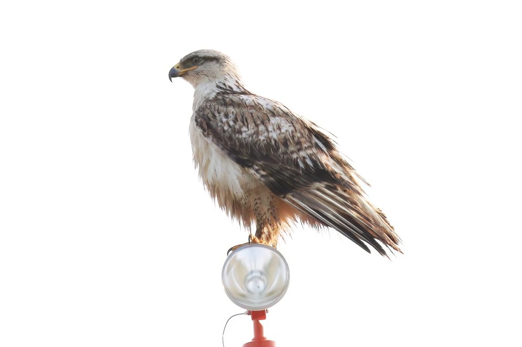 Ask Maine Audubon: Digital photography allows for closer study of rare birds
