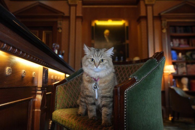 World Cats