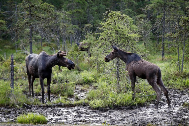 argentina hunting and fishing trips