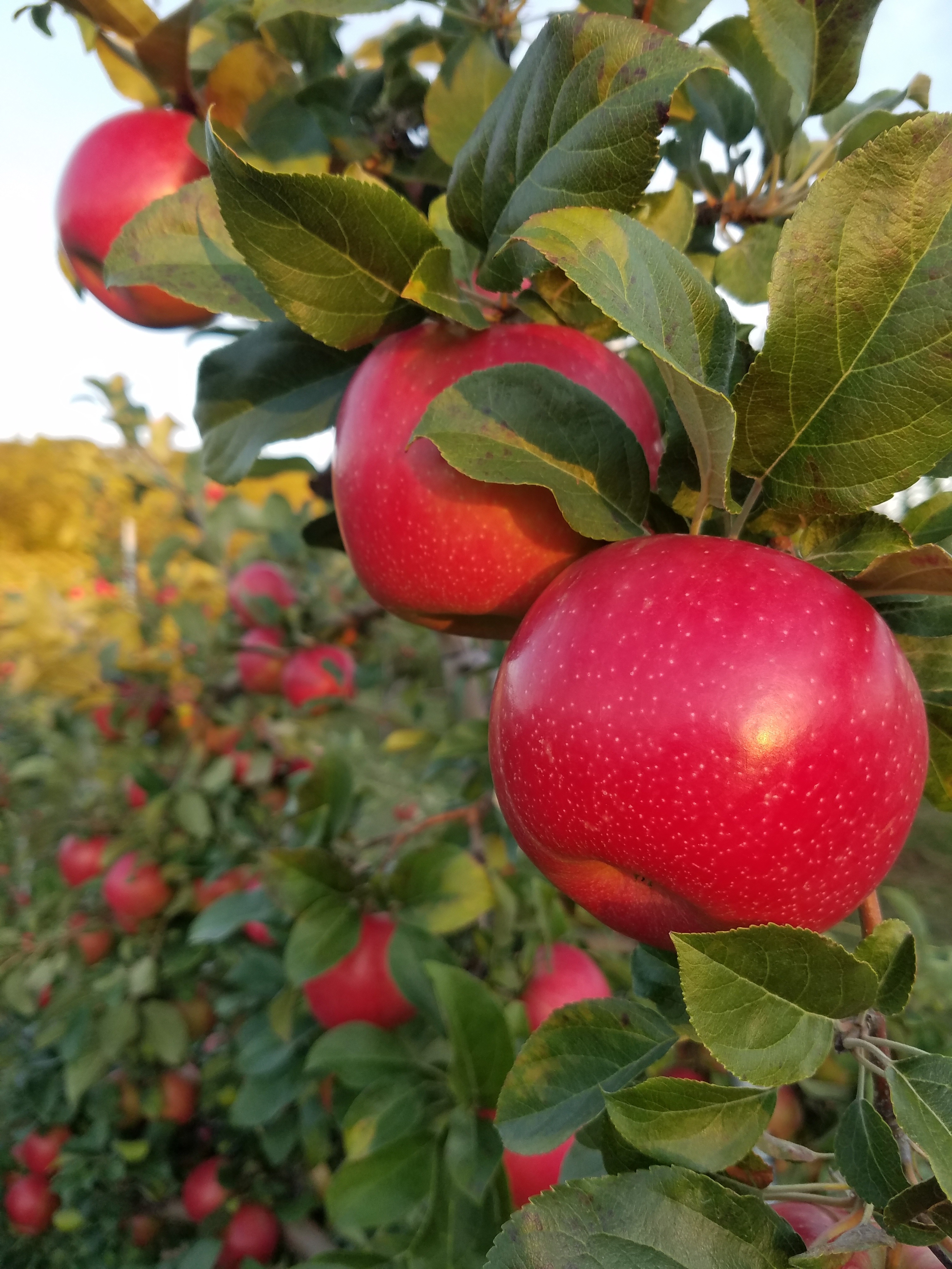 At these 6 Maine orchards, apple picking is just part of the fun