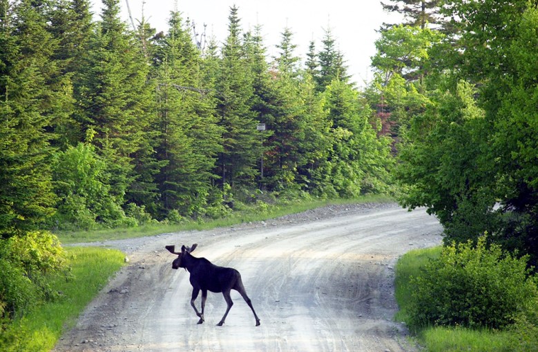 Maine proposes change to moose hunting near Moosehead Lake
