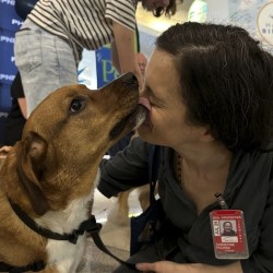 Airport Therapy Dogs