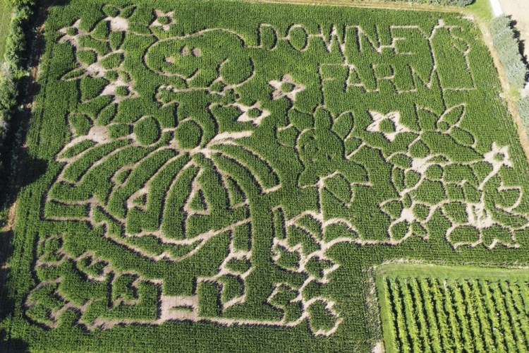 Farmers honor ‘Peanuts’ creator Charles M. Schulz with corn mazes ...