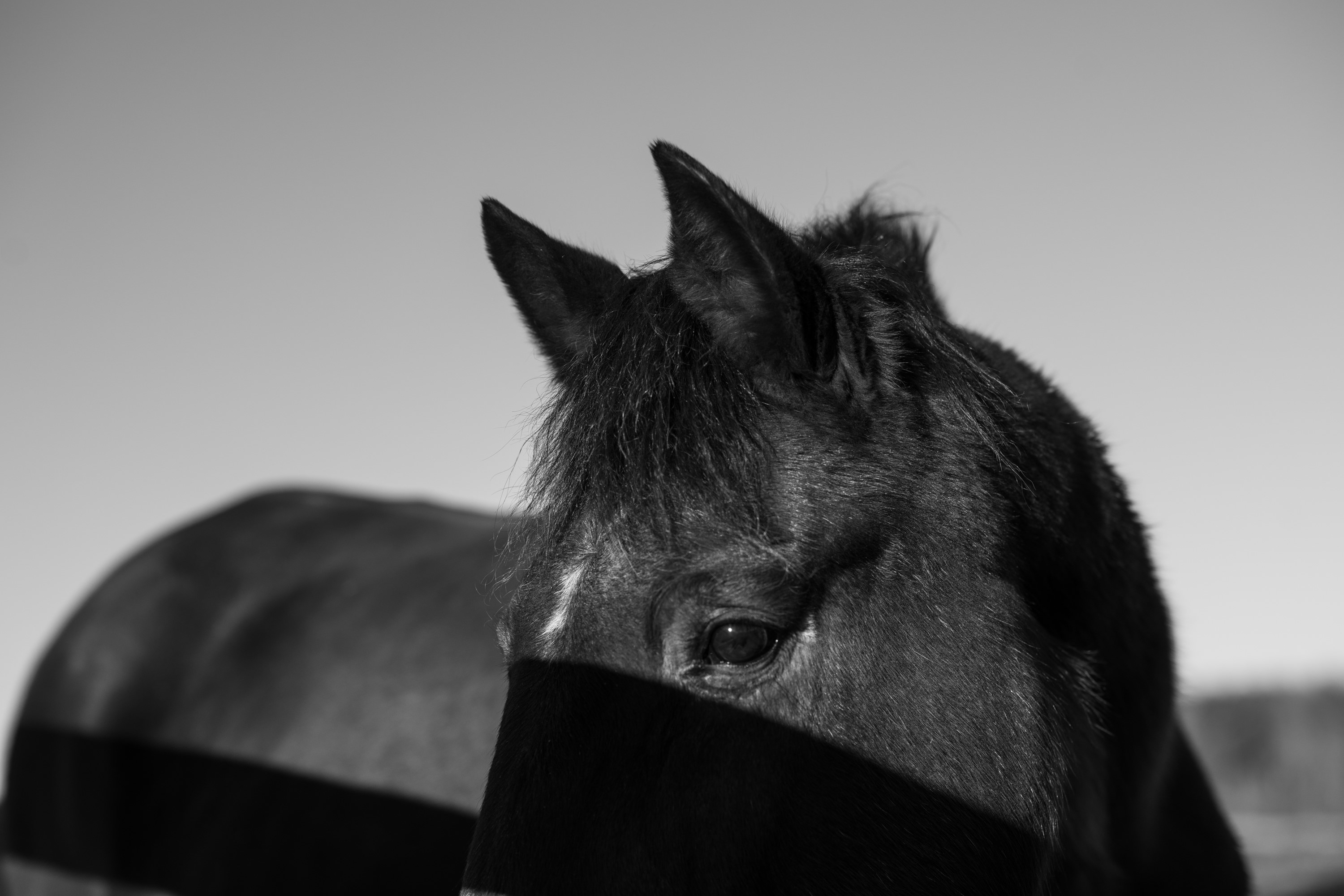 Photographers find compelling subjects at Windham horse refuge