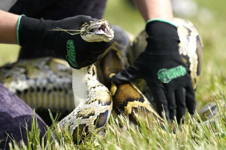 Python Challenge Florida
