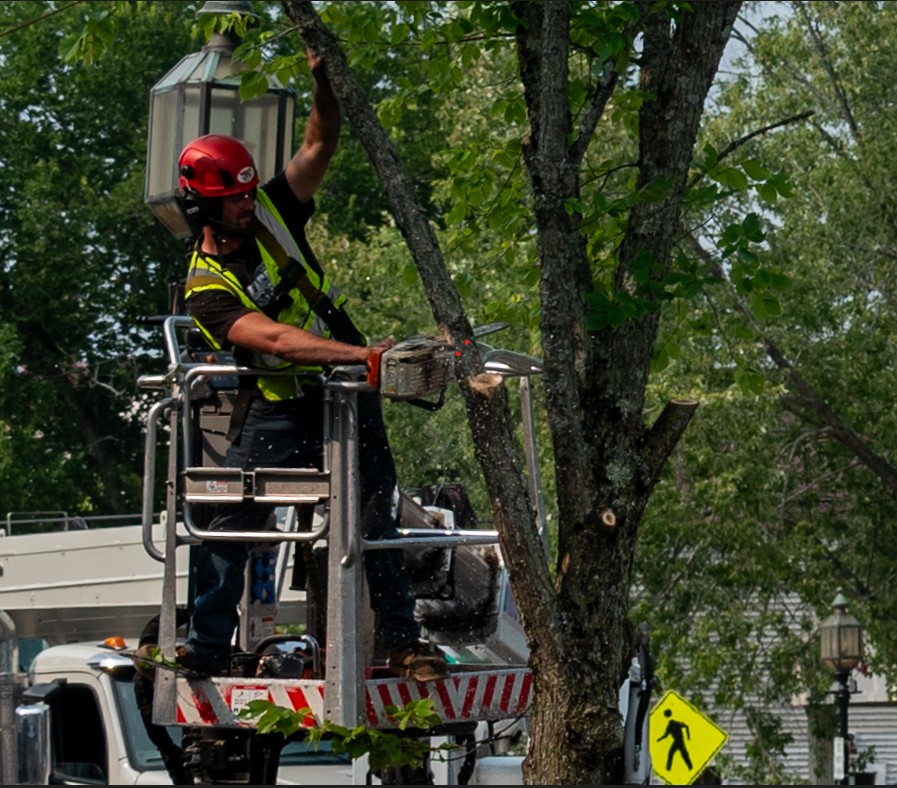 Tree felling on Maine Street sparks outcry as Brunswick sidewalks are resurfaced