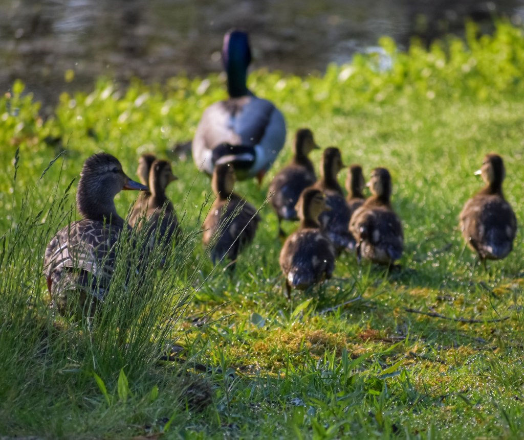 Photos: Birds of Bath