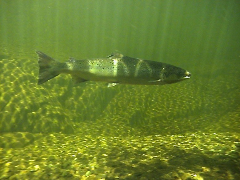 Fish passage, flood control and a Maine town united | Nature Connects