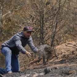 Brazil Wildfire Coffee Crops