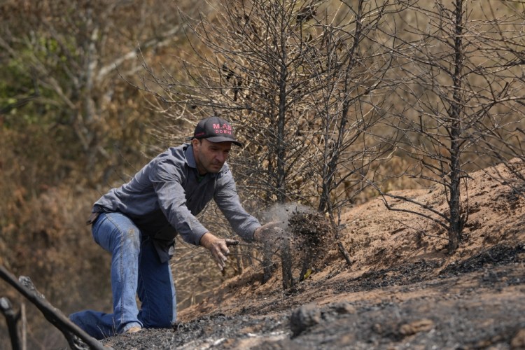 Brazil Wildfire Coffee Crops