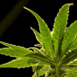 Cannabis-Public Health