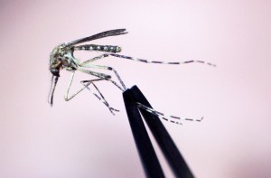 Mosquito virus in New Hampshire