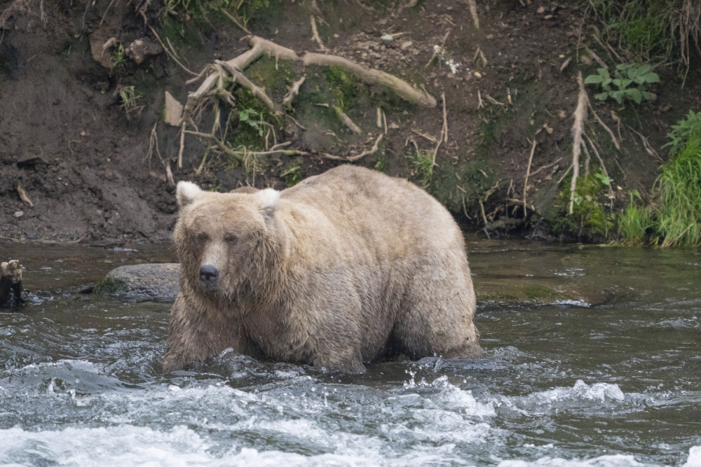 Alaska Fat Bear Week