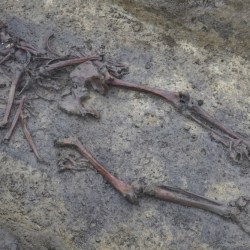 Denmark Excavation