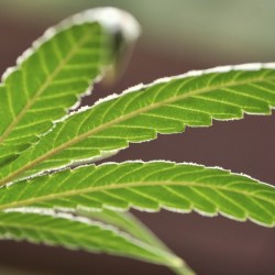 Marijuana Arizona Home Deliveries