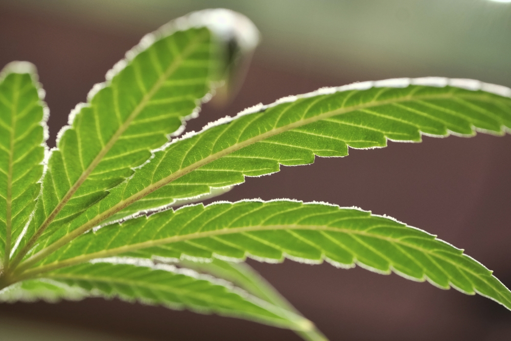 Marijuana Arizona Home Deliveries