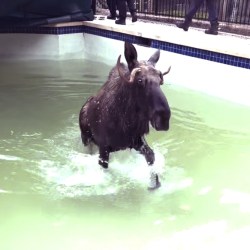 Swimming Pool Moose