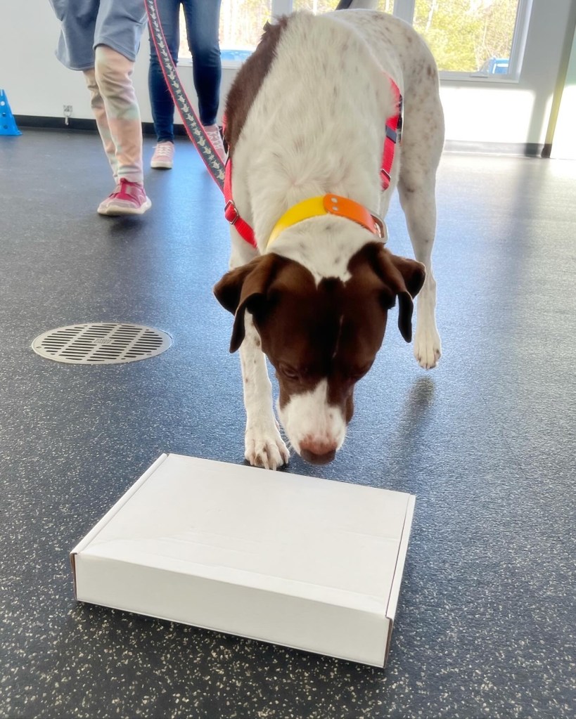 Kennebunk dogs learn to find invasive species