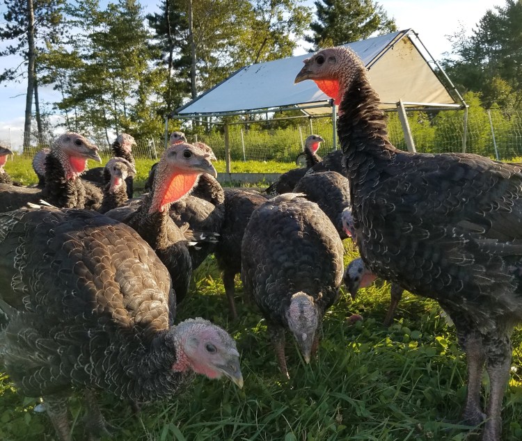 Little Ridge Farm
