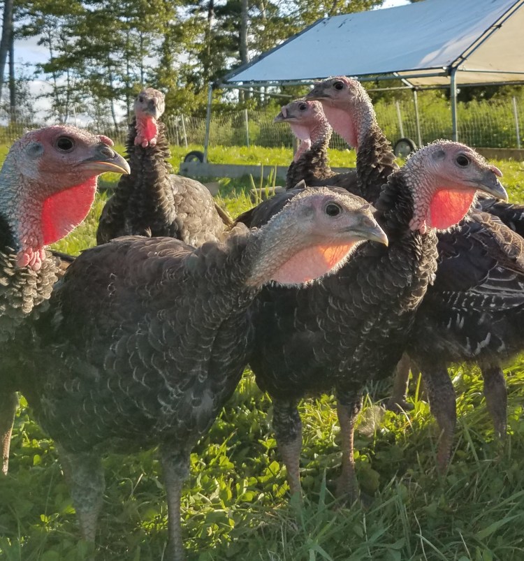 Little Ridge Farm